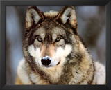 Grey Wolf (In Snow) Art Poster Print Prints