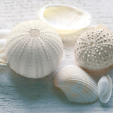 Driftwood Shells IV Poster by Bill Philip