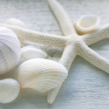 Driftwood Shells III Posters par Bill Philip