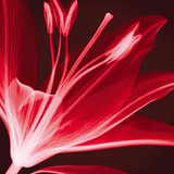Lilium Radiance Posters by Hugh Turvey