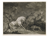 A Horse Affrighted by a Lion, Engraved by the Artist (Etching) Giclée-Druck von George Stubbs