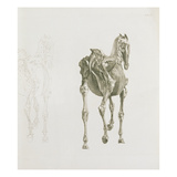 Tab. Xv, from 'The Anatomy of the Horse...', 1766 (Engraving) Reproduction procédé giclée par George Stubbs