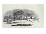 Approaching a Village in the Winter, from 'Quadrupeds', 4th Edition, 1800 (Wood Engraving) Giclee Print by Thomas Bewick