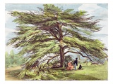 The Lebanon Cedar Tree in the Arboretum, Kew Gardens, Plate 21 Giclee Print by George Ernest Papendiek