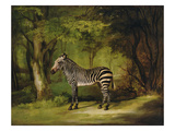 A Zebra, 1763 (Oil on Canvas) Giclee Print by George Stubbs