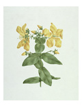 Feel-Fetch (Hypericum Quartinianum) (W/C over Graphite on Paper) Giclee Print by James Bruce