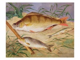 An Angler's Catch of Coarse Fish (Oil on Panel) Giclee Print by D. the Younger Wolstenholme