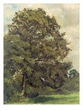 Study of an Ash Tree, C.1851 (Oil on Paper on Panel) Giclee Print by Lionel Constable