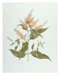 Umtar (Buddleia Polystachya) (W/C over Graphite on Paper) Giclee Print by James Bruce