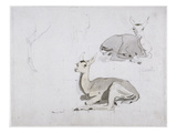 Studies of Young Pallah Deer Resting, C.1802 (W/C and Graphite on Paper) Impressão giclée por Samuel Daniell Studies of Young Pallah Deer Resting, C.1802 (W/C and Graphite on Paper) Impressão giclée por Samuel Daniell
