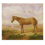 Old Billy, a Draught Horse, Aged 62 (Oil on Panel) Giclee Print by Charles Towne