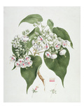 Walkuffa No.5 Dombeya Torrida (W/C over Graphite on Paper) Giclee Print by James Bruce