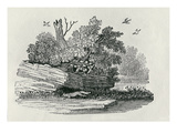 Fox Escaping, from 'The General History of Quadrupeds', Published 1790 (Wood Engraving) Giclee Print by Thomas Bewick