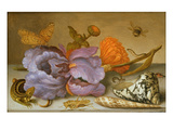 Still Life Depicting Flowers, Shells and Insects (Oil on Copper) (For Pair See 251378) Reproduction procédé giclée par Balthasar van der Ast