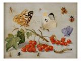 A Still Life with Sprig of Redcurrants, Butterflies, Beetles, Caterpillar and Insects Giclee Print by Jan Van, The Elder Kessel