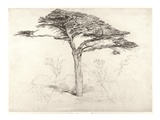 Old Cedar Tree in Botanic Garden, Chelsea, 1854 (Pencil on Paper) Giclee Print by Samuel Palmer