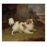 A Blenheim Spaniel, C.1820-30 (Oil on Canvas) Giclee Print by William Webb