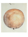 Mammee Apple (Litho) Giclee Print by John White