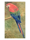 Red and Blue Macaw (W/C Heightened with White on Paper) Reproduction procédé giclée par Henry Stacey Marks