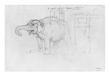 Album of the Siege of Paris, Elephant (Pen and Brown Ink Wash and Pencil on Paper) Giclee Print by Gustave Dore