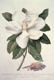 Magnolia Giclee Print by Georg Dionysius Ehret