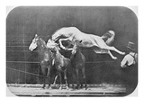 Jumping over Three Horses...Chestnut Horse Hornet Giclee Print by Eadweard Muybridge