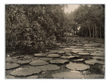 Waterlilies in the Garden of Buitenzorg, Java (Gelatin Silver Contact Print) Giclee Print by  French Photographer