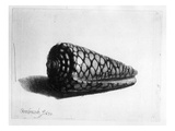 The Shell (Conus Marmoreus) 1650 (Etching) Giclee Print by Rembrandt van Rijn 