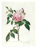Rosa Chinensis and Rosa Gigantea, from 'Les Roses', 1817 Giclee Print by Pierre Joseph Redoute