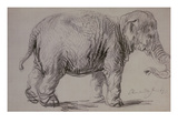 An Elephant, 1637 (Charcoal on Paper) Giclee Print by Rembrandt van Rijn 