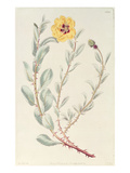 Rose: Persian from the Botanical Register, Published 1829 Giclee Print by M. Hart