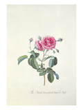 Rose: Dutch Hundred-Leaved Rose Giclee Print by Georg Dionysius Ehret