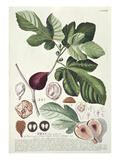 Ficus (Fig) (Coloured Engraving) Giclee Print by Georg Dionysius Ehret