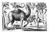 Animalium, Ferarum Et Bestiarum, Engraved by David Loggan, 1663 (Engraving) Giclee Print by Wenceslaus Hollar