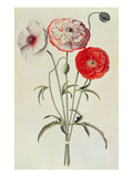 Poppies: Corn (Papaver Rhoeas) Giclee Print by Georg Dionysius Ehret