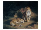 A Pair of Leopards, 1845 (Oil on Canvas) Giclee Print by William Huggins