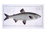 Salmon (Salmo Maraena) Plate XXVII Giclee Print by Andreas-ludwig Kruger