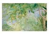 Orange Tree Branches, 1889 (Oil on Canvas) Giclee Print by Berthe Morisot