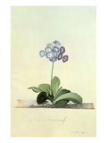 Fille Amoureuse (Blue Auricula) Giclee Print by Georg Dionysius Ehret