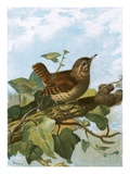 Wren Giclee Print by  English
