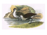 Dunlin Giclee Print by  English