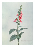 Digitalis Purpurea (Foxglove) (Coloured Engraving) Giclee Print by Georg Dionysius Ehret