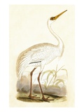 Siberian Crane,  from 'A History of the Birds of Europe Not Observed in the British Isles' Giclee Print by  English