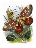 The Butterfly Vivarium Giclee Print by  English