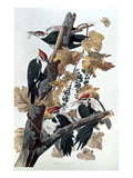 Pileated Woodpeckers Reproduction procédé giclée par John James Audubon