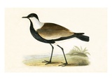 Spur Winged Plover,  from 'A History of the Birds of Europe Not Observed in the British Isles' Reproduction procédé giclée par  English