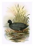 Foulques macroules Reproduction procédé giclée par  English