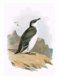 Razorbill Giclee Print by  English