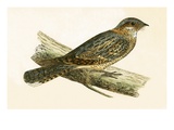 Russet Necked Nightjar,  from 'A History of the Birds of Europe Not Observed in the British Isles' Giclee Print by  English