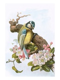 Blue Tit Reproduction procédé giclée par  English
